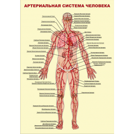 Артериальная система человека