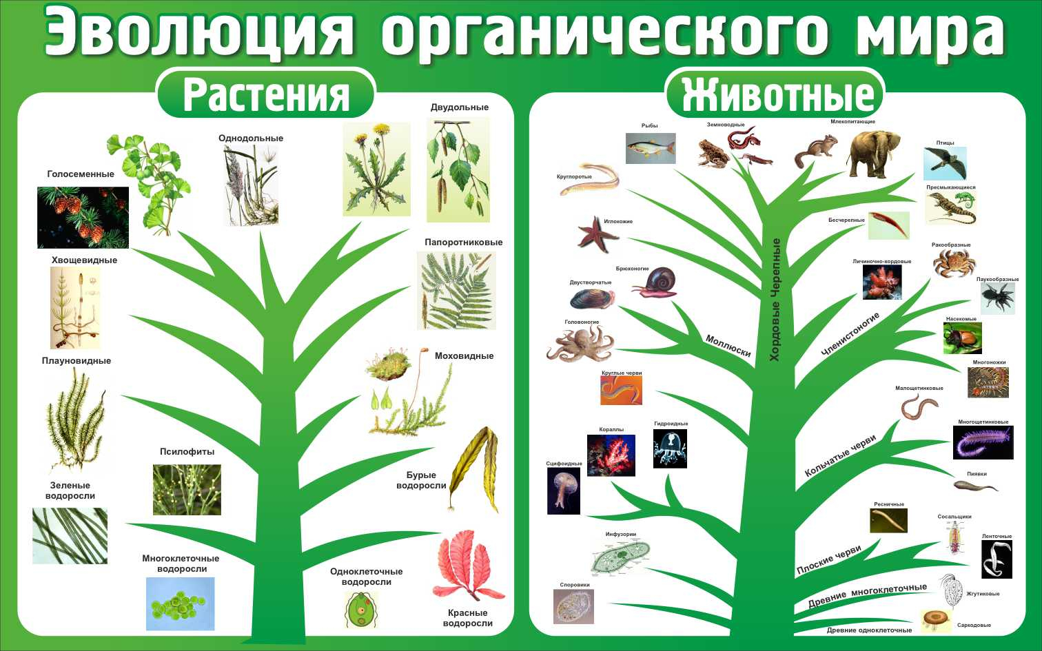 Стенд в кабинет биологии Эволюция органического мира купить в Ялте