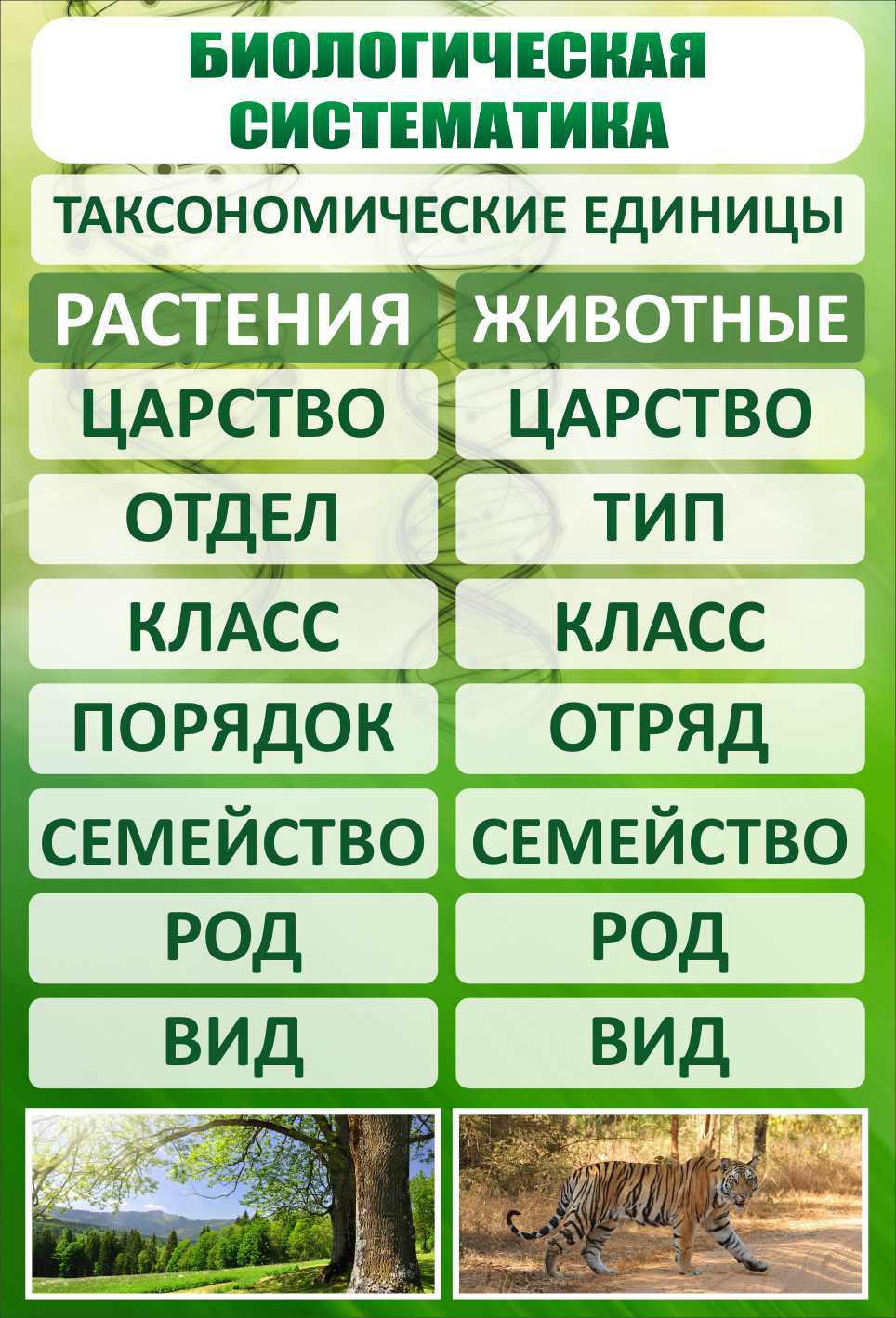 Стенд Биологическая систематика купить в Ялте заказать изготовление